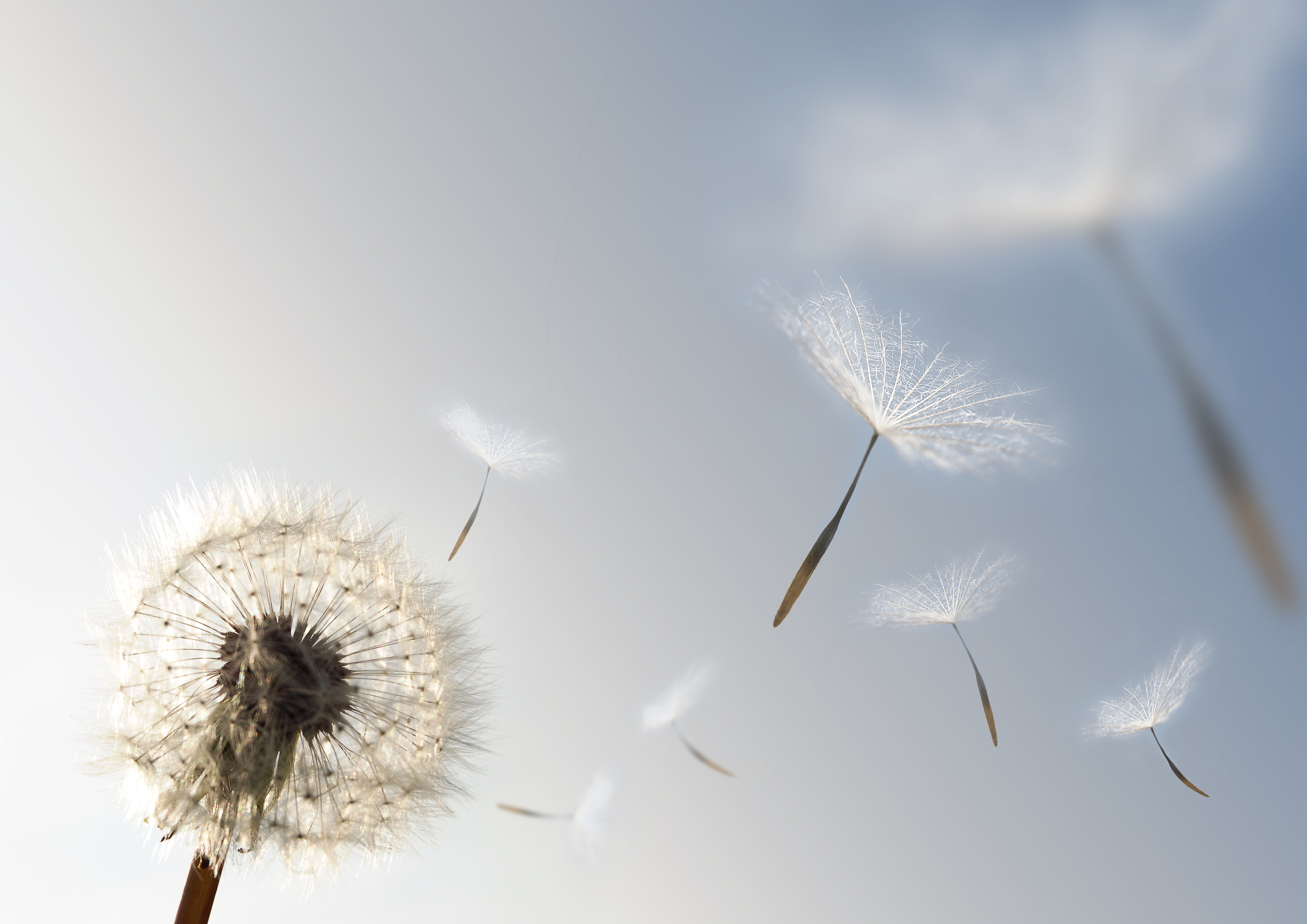 Seeds of Growth